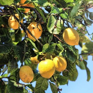 lemon fruit or vegetable