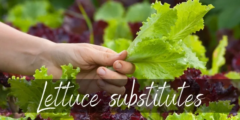 lettuce substitutes