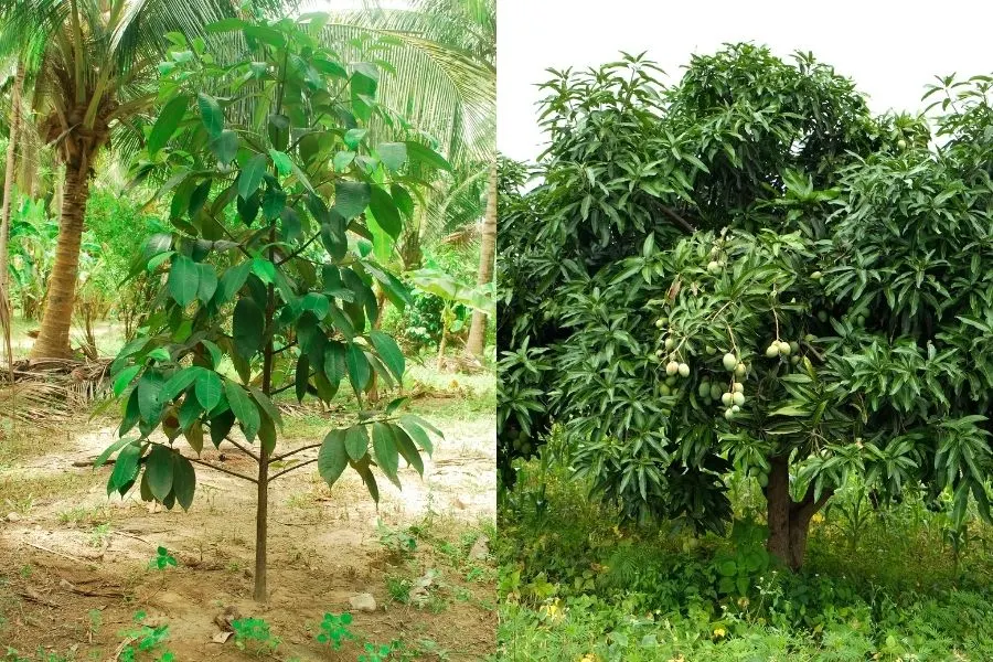 mangosteen vs mango tree