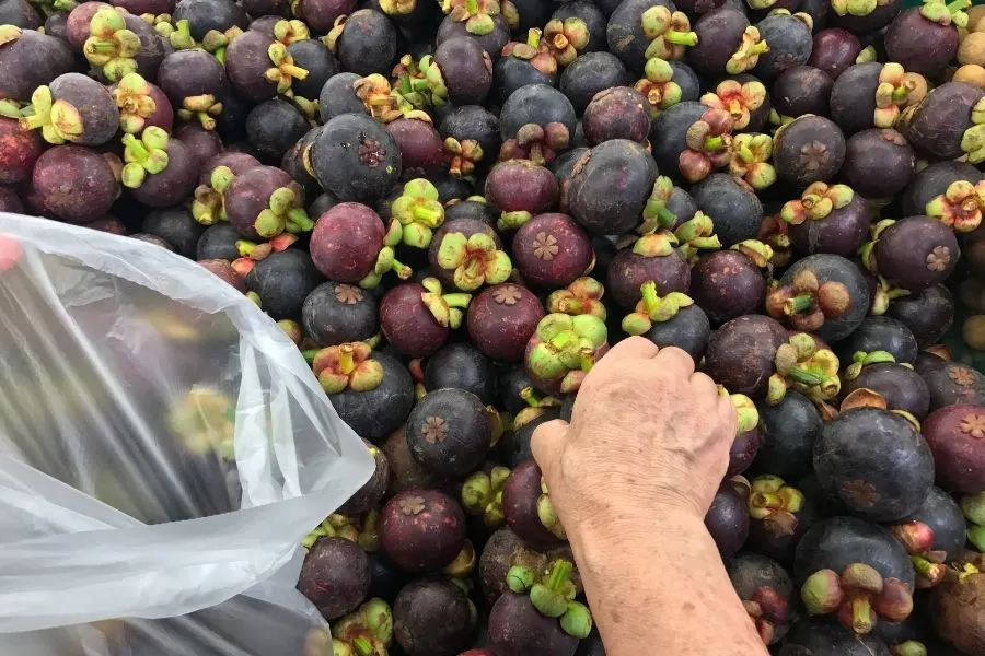 pick good mangosteen