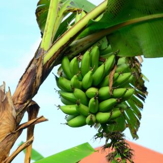 plantain fruit or vegetable