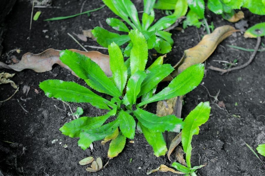 planted culantro
