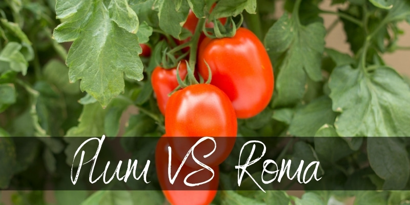 plum vs roma