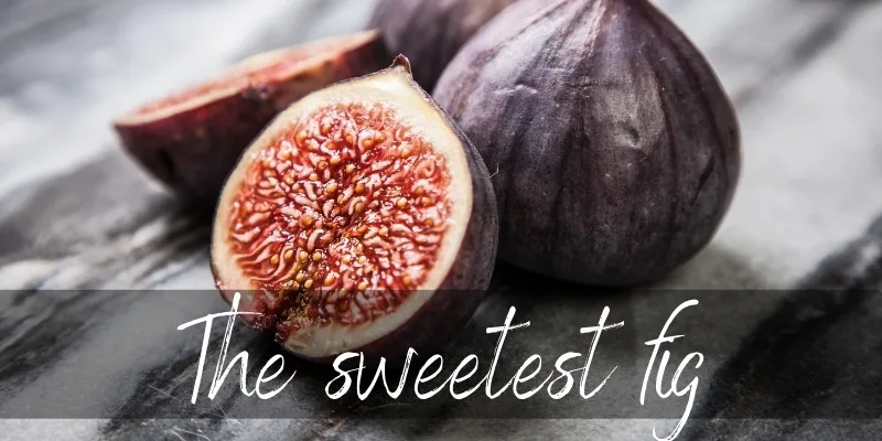 sweetest fig