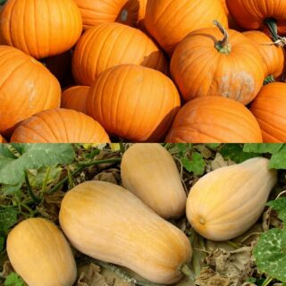 butternut squash vs pumpkin