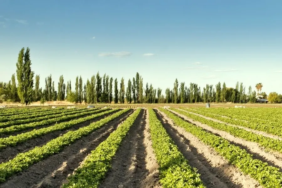 celery crops