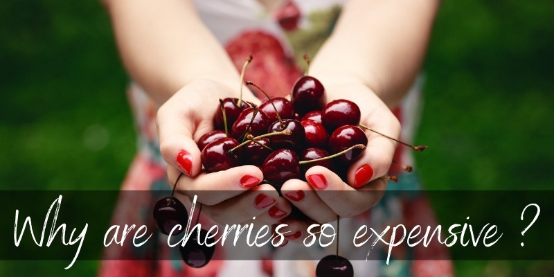 cherry expensive