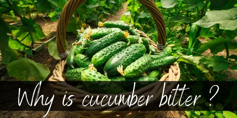 cucumber bitter