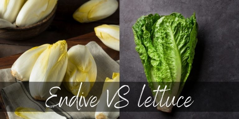 endive-vs-lettuce-4-main-differences-is-endive-a-lettuce-foodiosity