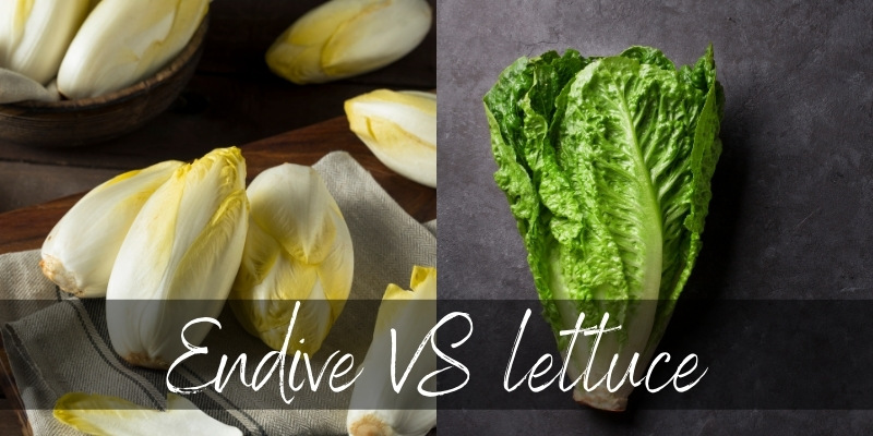 endive lettuce