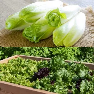 endive vs lettuce