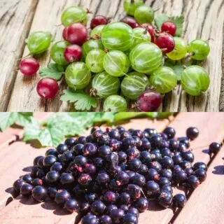 gooseberries vs currants