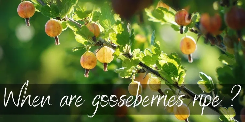gooseberry ripe