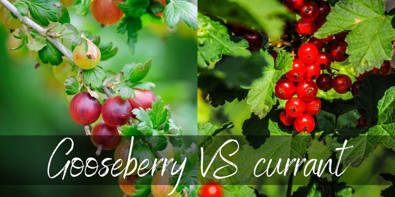 gooseberry vs currant