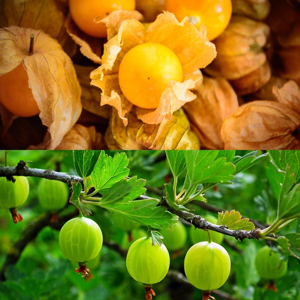 Gooseberries VS Ground Cherries - How To Tell Them Apart - Foodiosity