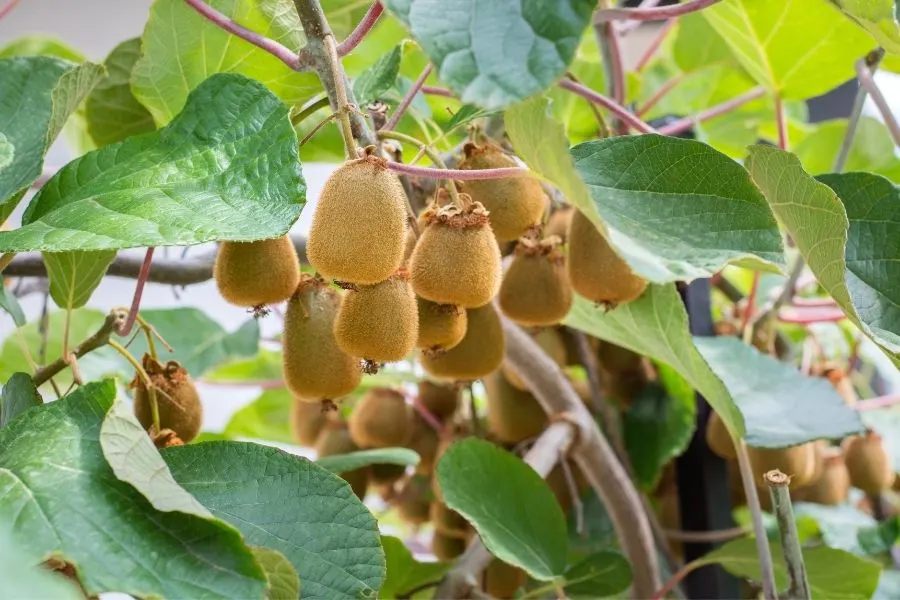 growing kiwi