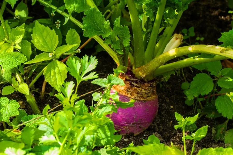 growing rutabaga