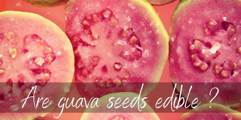 guava seed