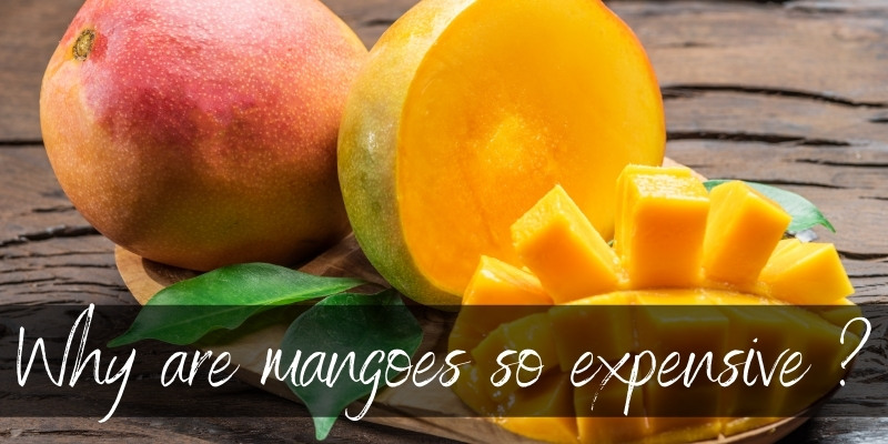 mango expensive
