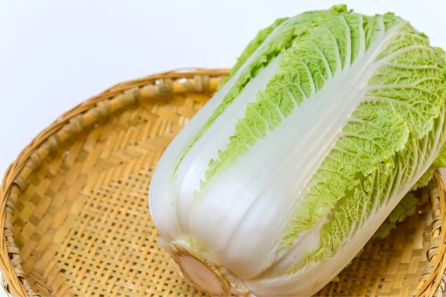 napa cabbage