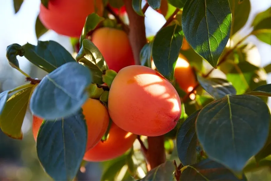 persimmon growing