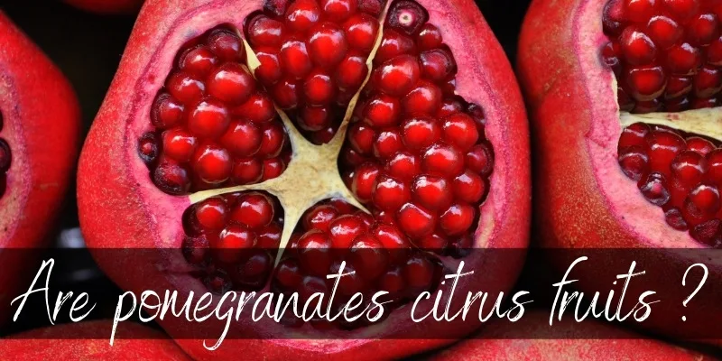 pomegranate citrus