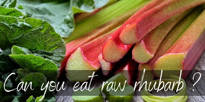raw rhubarb