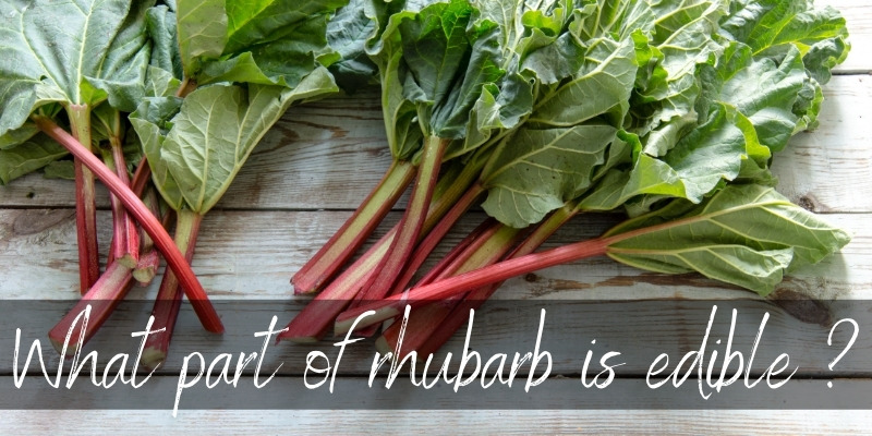 rhubarb edible