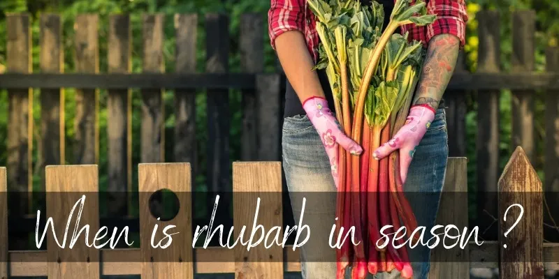 rhubarb season