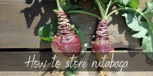 Read more about the article How To Store Rutabaga – Everything You Need To Know !