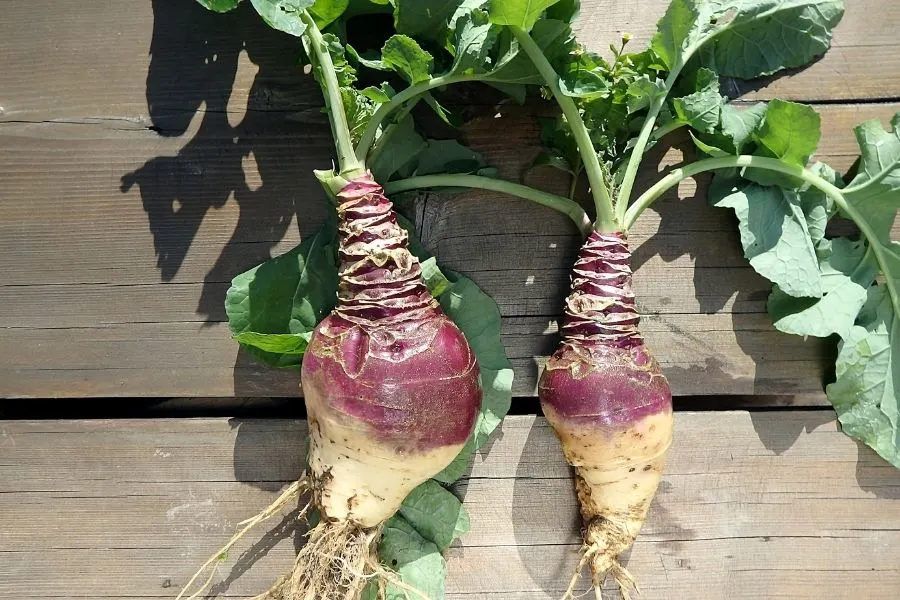 rutabaga leaves