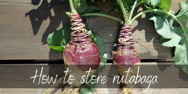 rutabaga