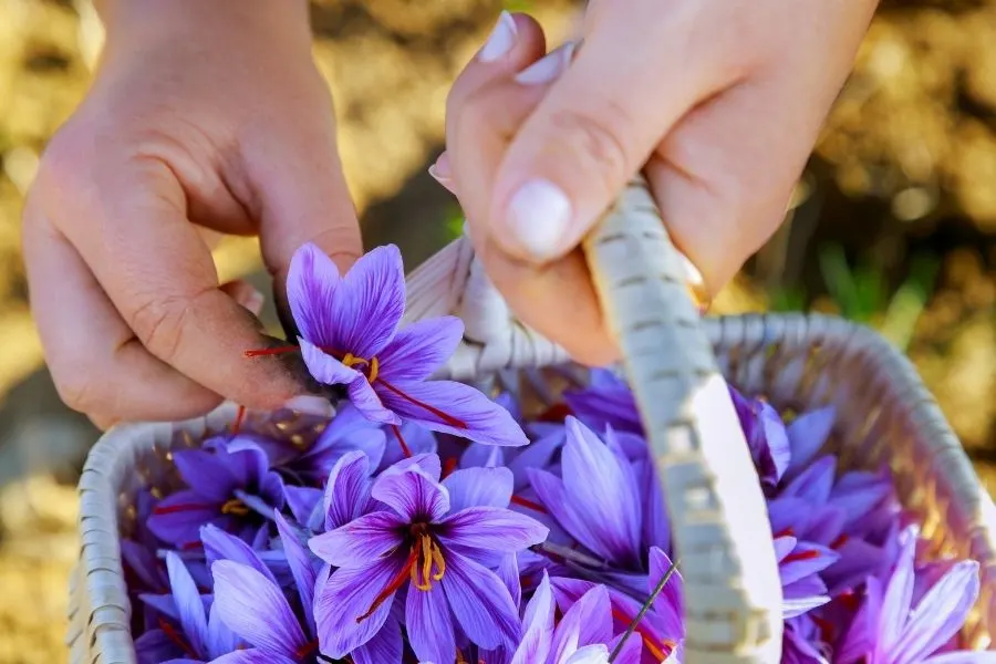 saffron flower