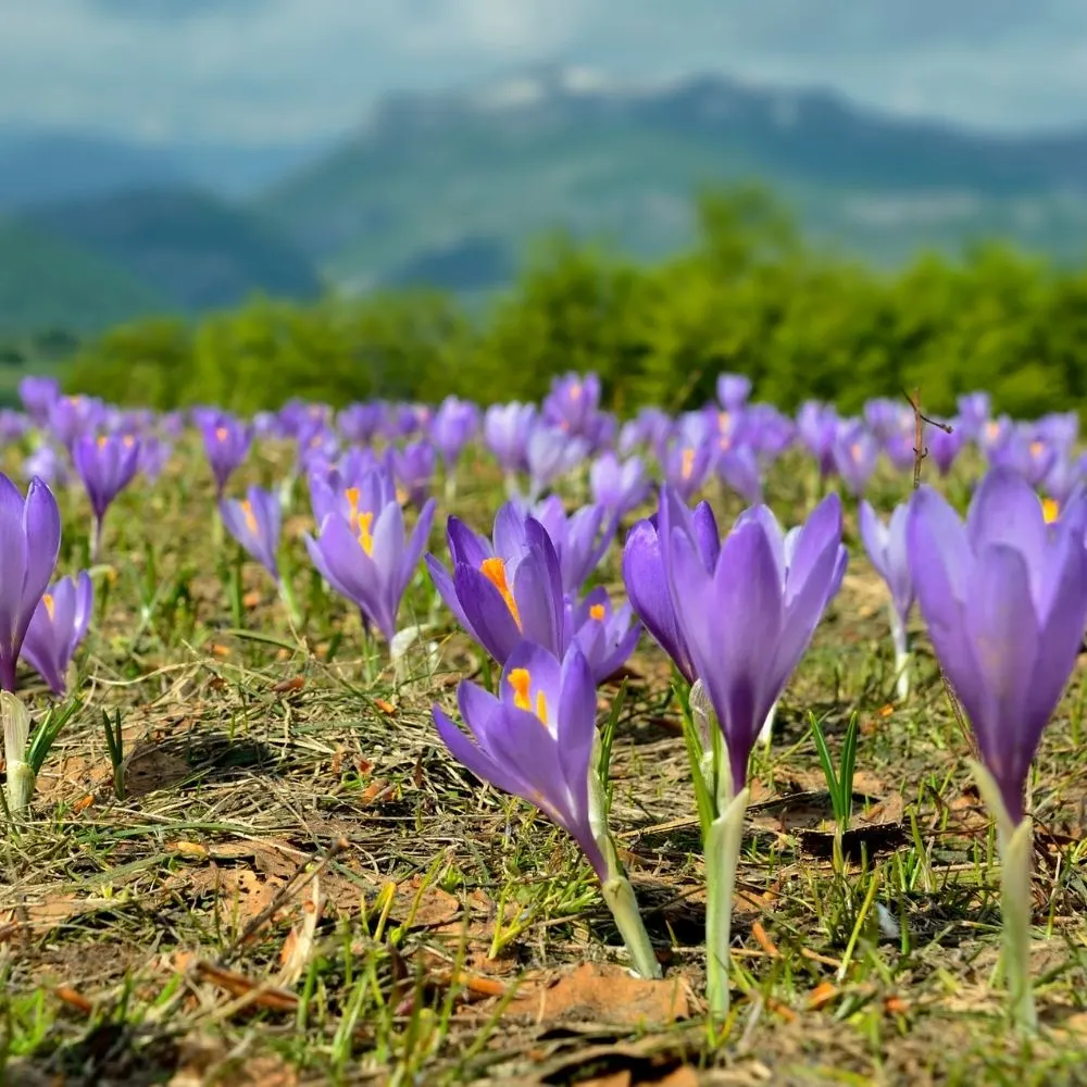 saffron flowers