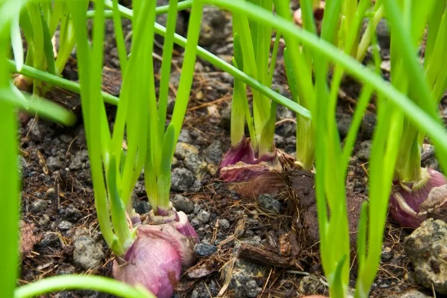 shallot greens