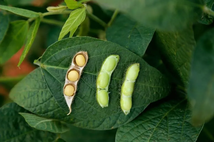 soybeans