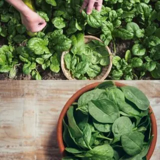 spinach vs baby spinach