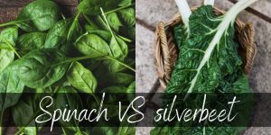 Read more about the article Spinach VS Silverbeet – Main Differences & How To Tell Them Apart