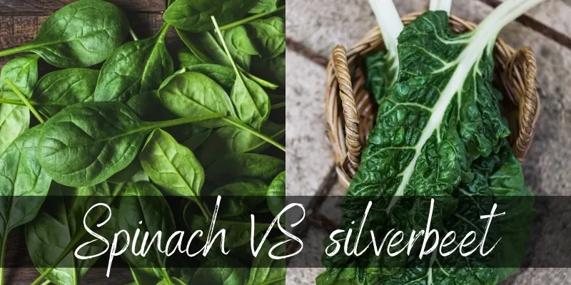 spinach vs silverbeet