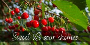 Read more about the article Sweet VS Sour Cherry – 4 Differences & How To Tell Them Apart