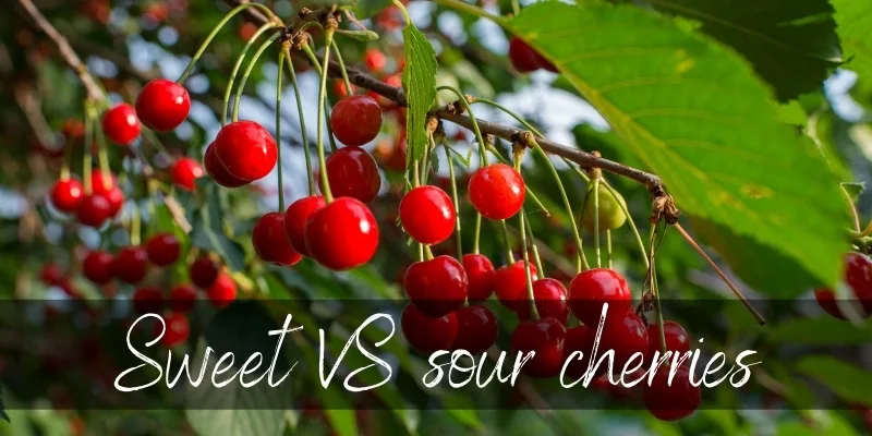 sweet sour cherry