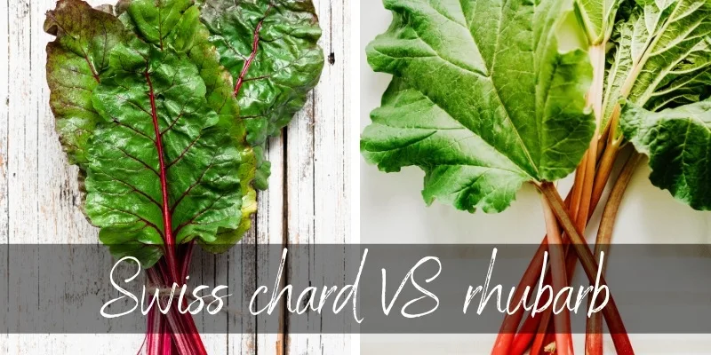 swiss chard rhubarb