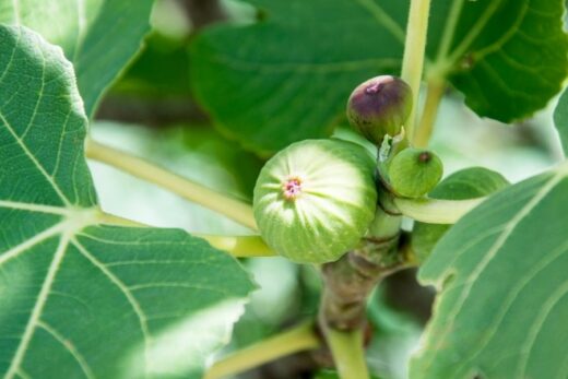 Over Ripped Figs Do Figs Ripen After Picking ? Here's What Really Happens - Foodiosity