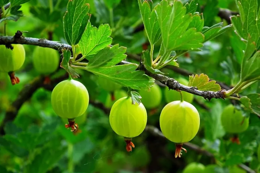 unripe gooseberries