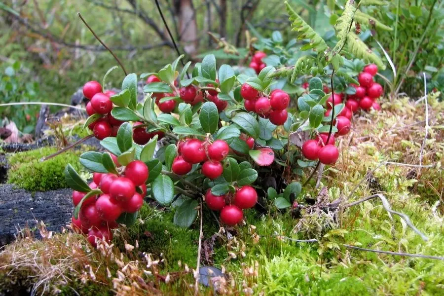 Lingonberries