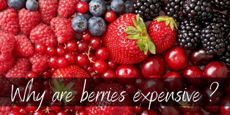 berry expensive