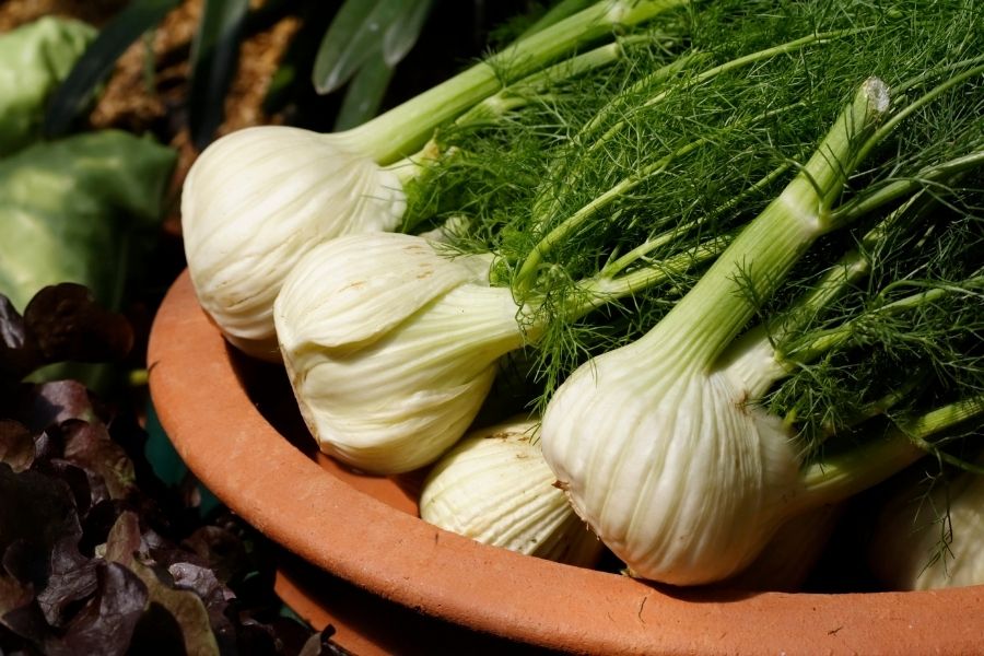 fennel rounds