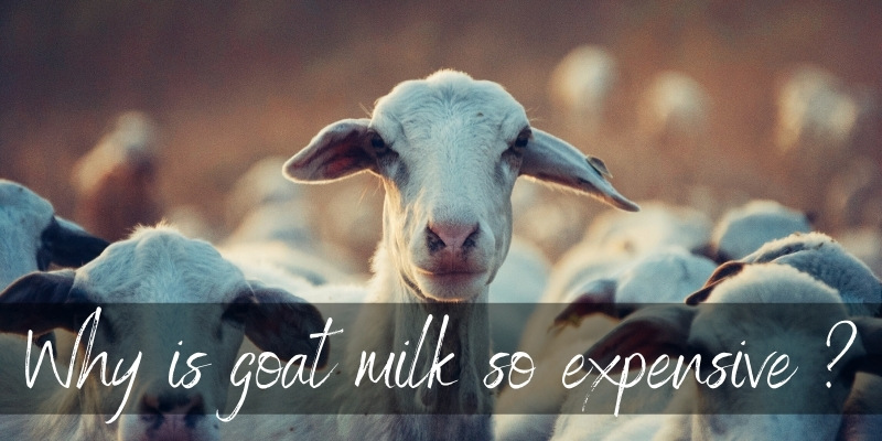 goat milk expensive