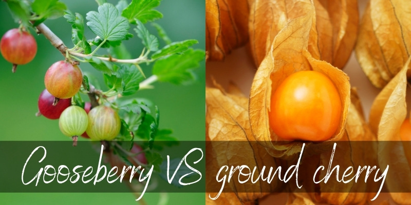 gooseberry vs ground cherry