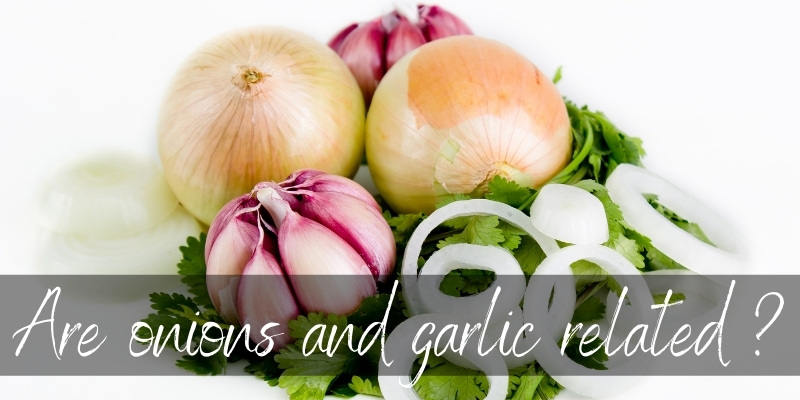onion garlic related